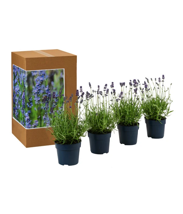 Dehners Bienen-Lavendel, 4er-Set – Bild 2