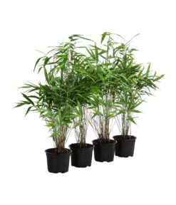 Schirmbambus, 4er-Set