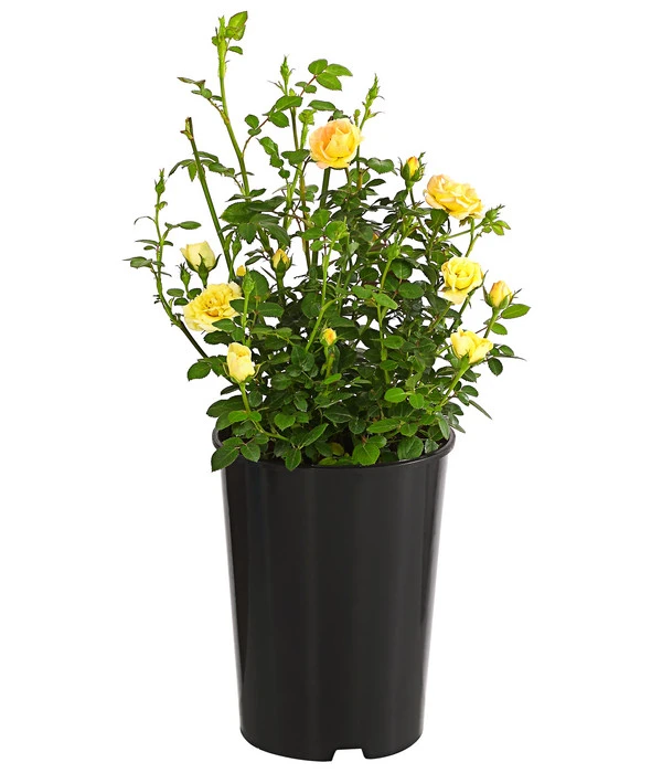 Bodendeckerrose 'Yellow Fairy®' – Bild 2