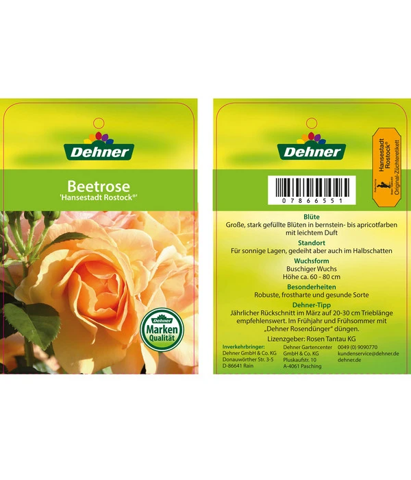 Beetrose 'Hansestadt Rostock®' – Bild 4