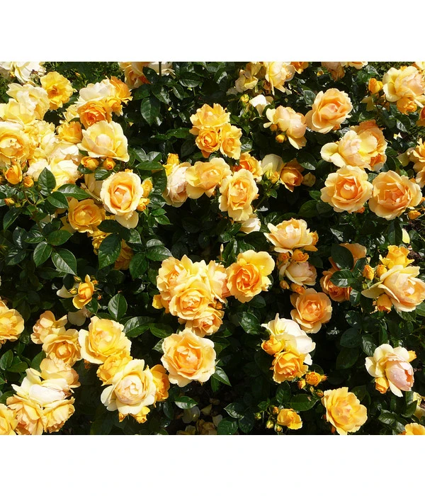 Beetrose 'Hansestadt Rostock®'