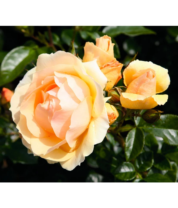 Beetrose 'Hansestadt Rostock®' – Bild 2