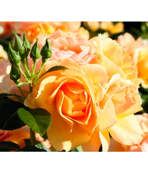 Beetrose 'Hansestadt Rostock®' – Bild 3