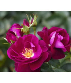 Beetrose 'Manhattan Blue®'