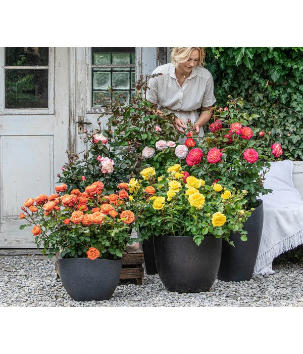 Edelrose 'Nostalgie®' – Bild 2