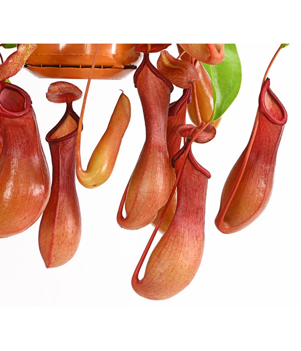 Kannenpflanze - Nepenthes Alata, Ampel – Bild 3