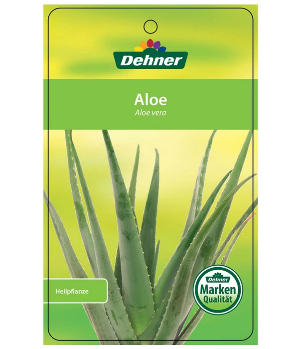 Echte Aloe - Aloe Vera – Bild 3