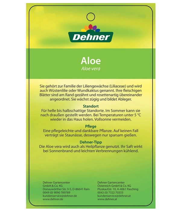 Echte Aloe - Aloe Vera – Bild 4
