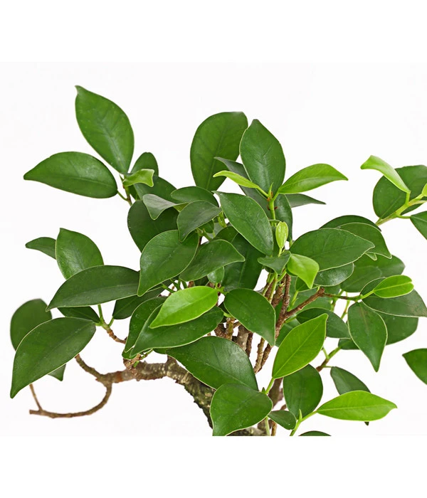 Bonsai Chinesischer Feigenbaum - Ficus Retusa, 6 Jahre – Bild 2