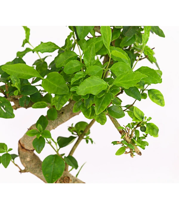 Bonsai Chinesischer Liguster - Ligustrum Sinensis, Anfänger-Set – Bild 3