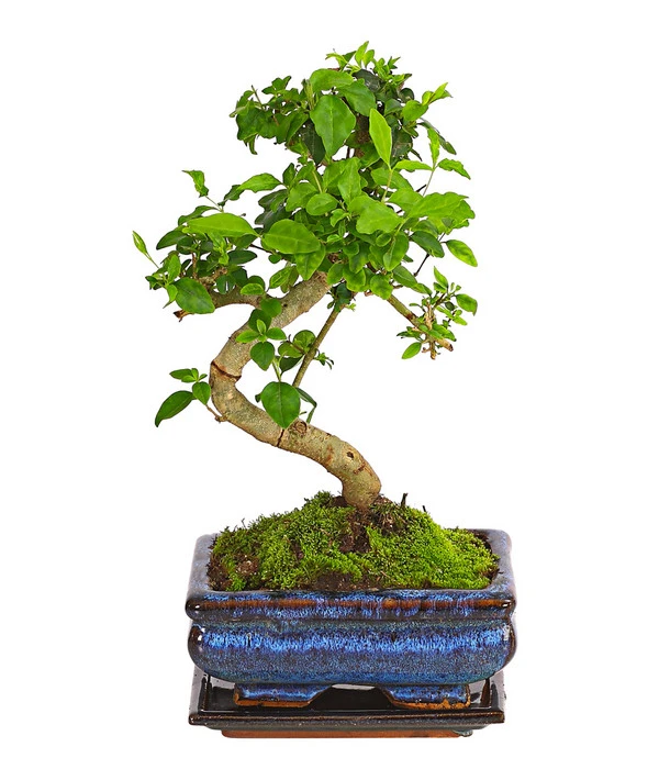 Bonsai Chinesischer Liguster - Ligustrum Sinensis, Anfänger-Set – Bild 2