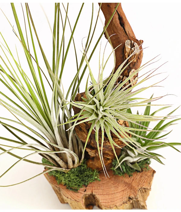Tillandsien-Arrangement Auf Wurzelbaum - Tillandsia Hybride, 3-teilig – Bild 2
