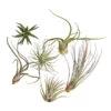 Tillandsien - Tillandsia Hybride, Verschiedene Sorten, 6-teilig