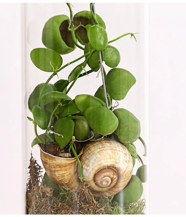 Schneckenhauspflanze Im Glas - Dischidia Pectinoides 'Snaily' – Bild 3