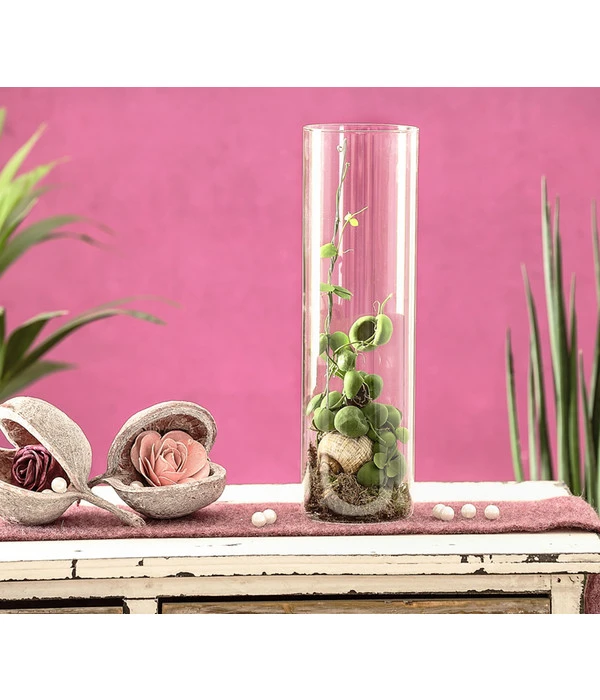 Schneckenhauspflanze Im Glas - Dischidia Pectinoides 'Snaily' – Bild 2