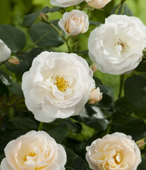 Beetrose 'Martin Luther Rose®' – Bild 4