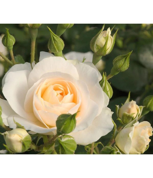 Beetrose 'Martin Luther Rose®'