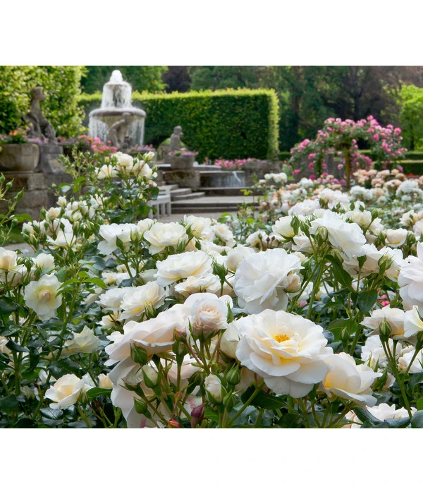 Beetrose 'Martin Luther Rose®' – Bild 2