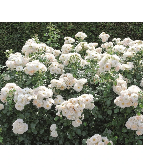 Beetrose 'Martin Luther Rose®' – Bild 3