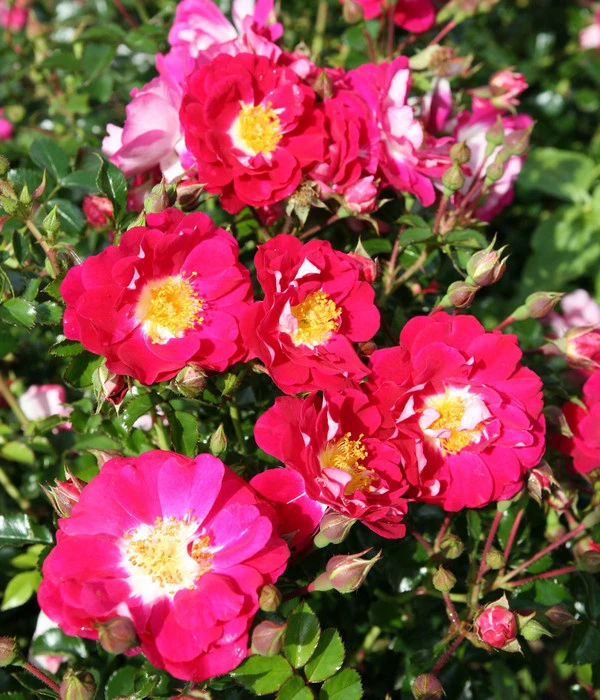 Bodendeckerrose 'Lipstick®' – Bild 2