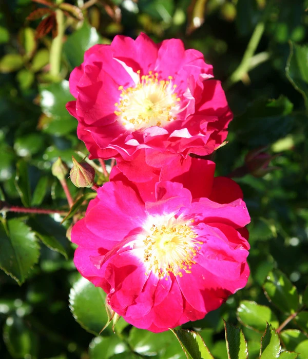 Bodendeckerrose 'Lipstick®' – Bild 3