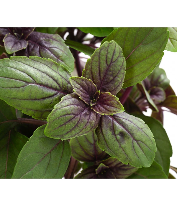 Dehner Gourmet Garten Strauchbasilikum 'Magic Blue' – Bild 6