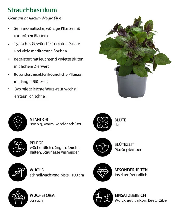 Dehner Gourmet Garten Strauchbasilikum 'Magic Blue' – Bild 5