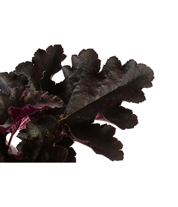 Purpurglöckchen 'Black Pearl®' – Bild 2