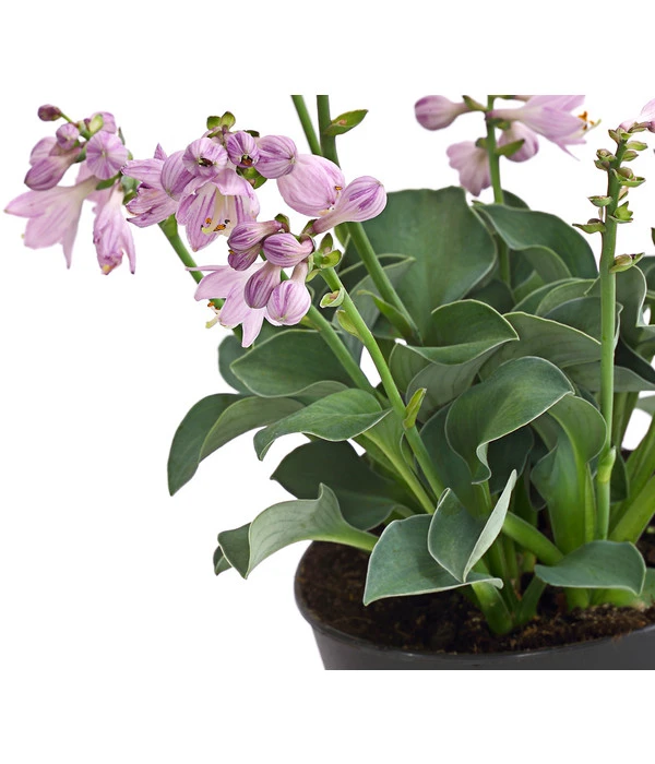 Funkie 'Blue Mouse Ears' – Bild 3