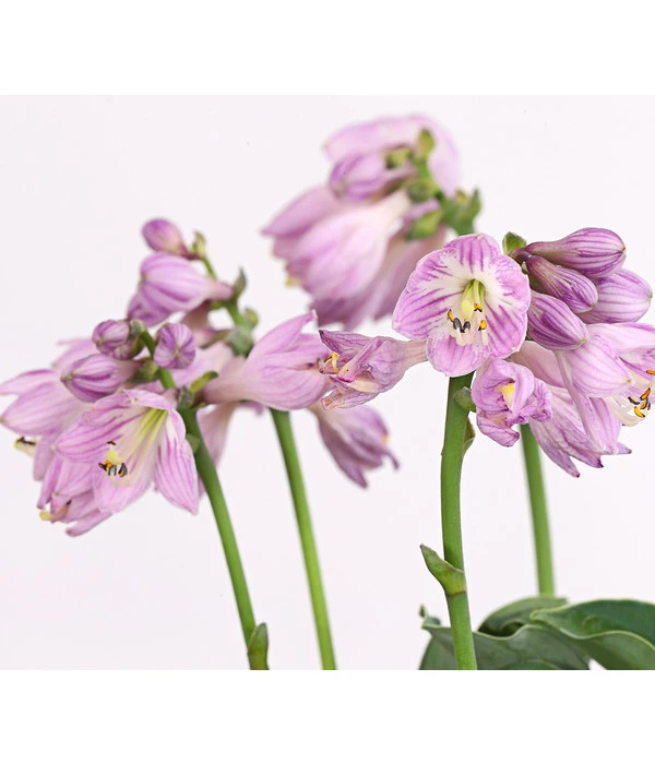 Funkie 'Blue Mouse Ears' – Bild 2