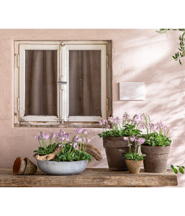 Funkie 'Blue Mouse Ears' – Bild 4