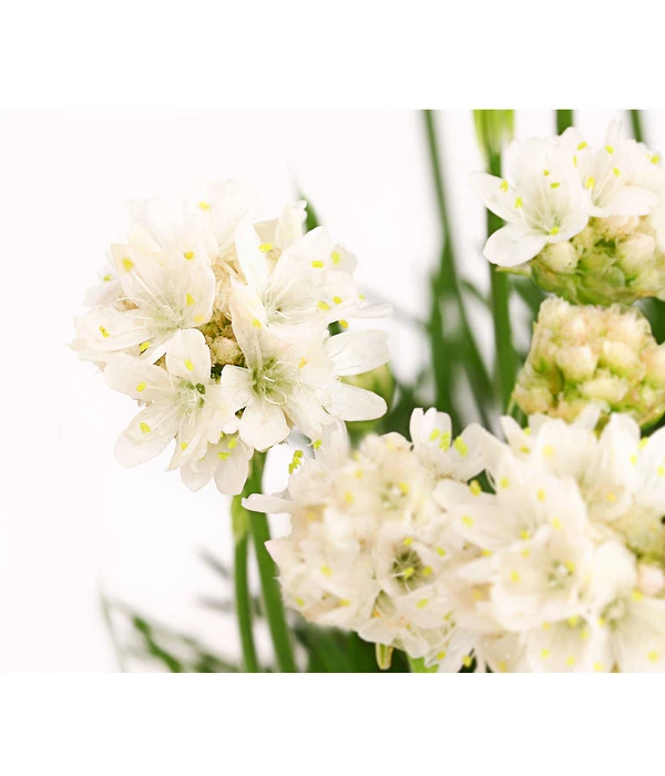 Grasnelke – Bild 2