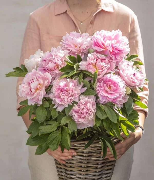 Edel-Pfingstrose, Verschiedene Sorten – Bild 4