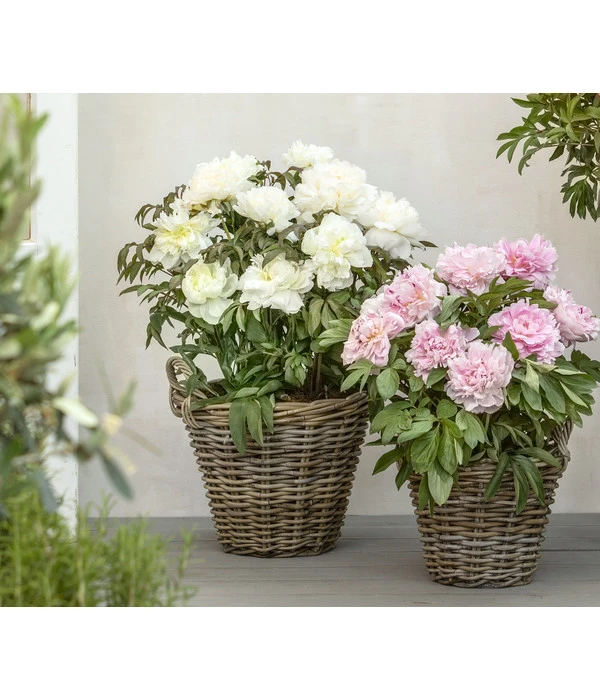 Edel-Pfingstrose, Verschiedene Sorten – Bild 3