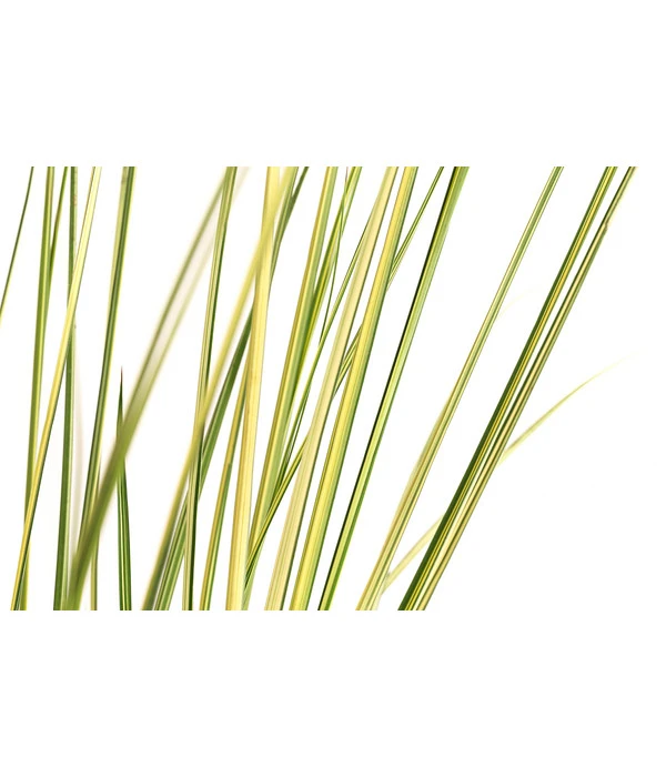 Pampasgras 'Julia' – Bild 2