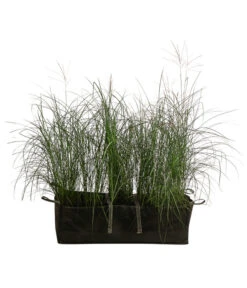 Chinaschilf 'Gracillimus' In Pflanztasche, Ca. B100 Cm