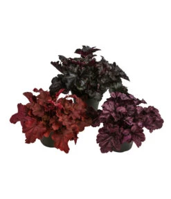 Purpurglöckchen-Set 'Rote Schönheiten', 3-teilig