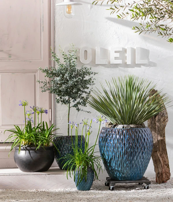 Schmucklilie – Bild 2