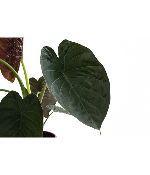 Pfeilblatt - Alocasia 'Wentii' – Bild 2