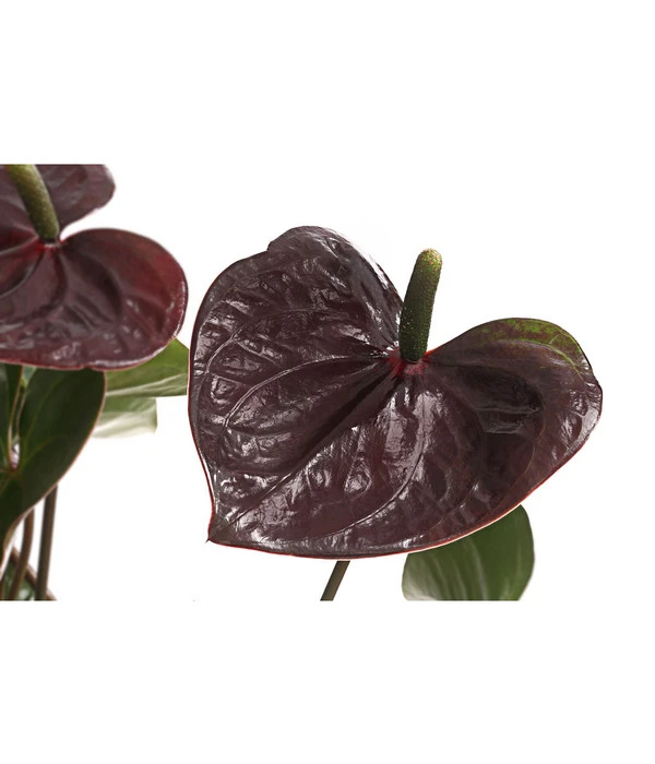 Flamingoblume - Anthurium Andreanum 'Brown Giant' – Bild 2