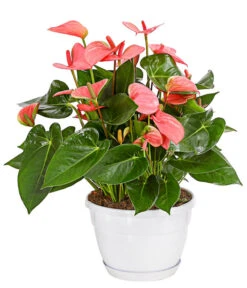 Große Flamingoblume - Anthurium Andreanum, Rosa