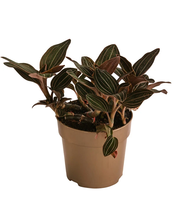 Juwelorchidee - Ludisia Discolor