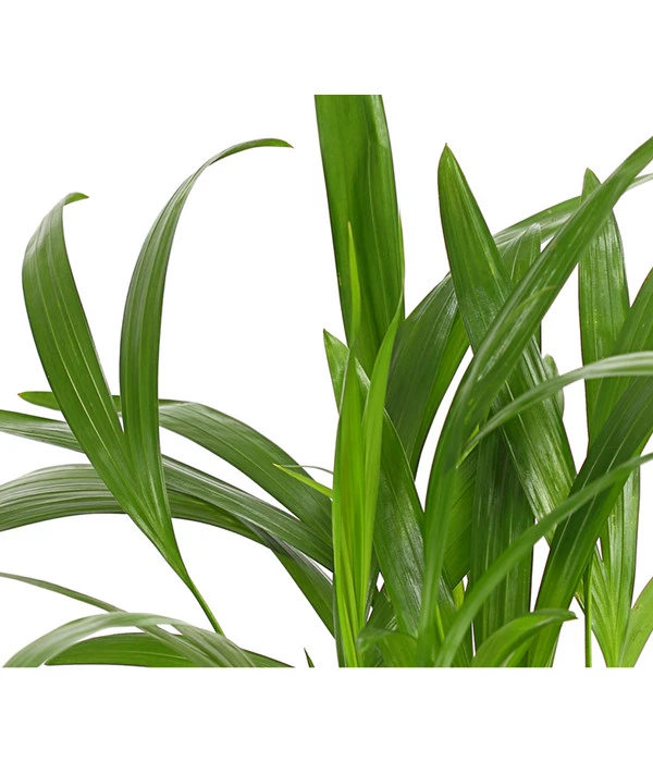 Goldfruchtpalme - Dypsis Lutescens – Bild 7