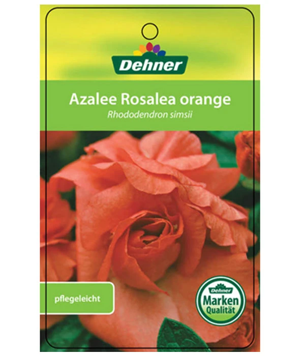 Zimmerazalee - Rhododendron Simsii 'Rosalea' – Bild 5