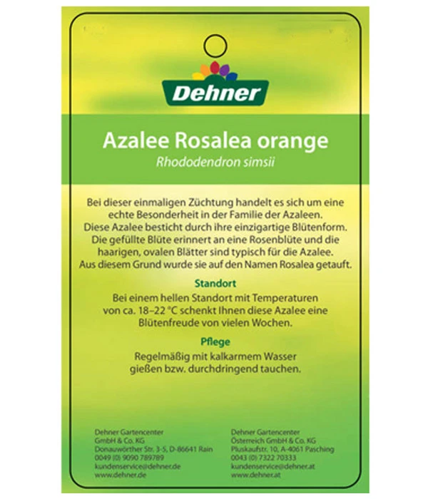 Zimmerazalee - Rhododendron Simsii 'Rosalea' – Bild 6