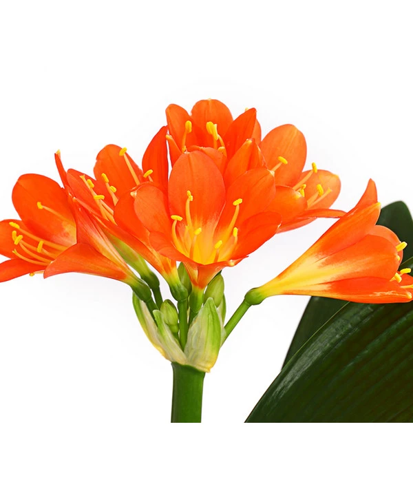 Zimmer-Klivie - Clivia Miniata, Orange – Bild 2