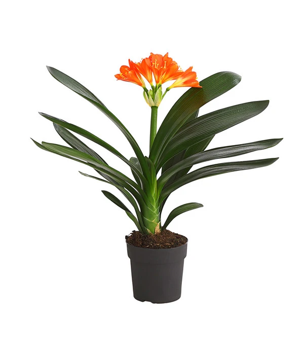 Zimmer-Klivie - Clivia Miniata, Orange