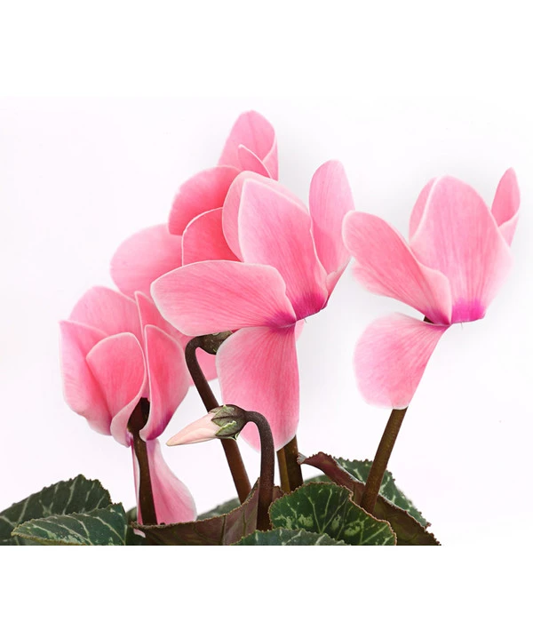 Alpenveilchen, Gerandet – Bild 6