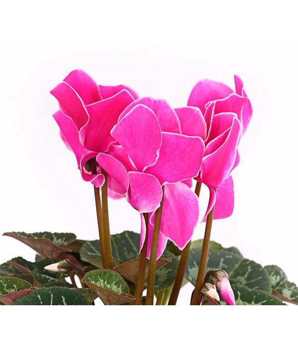 Alpenveilchen, Gerandet – Bild 5