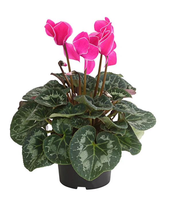 Alpenveilchen, Gerandet – Bild 3